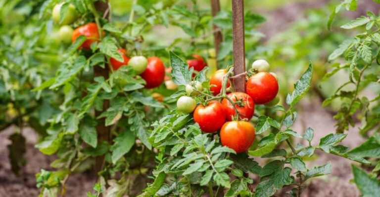 Easy Vegetables for Beginners to Grow in Oklahoma