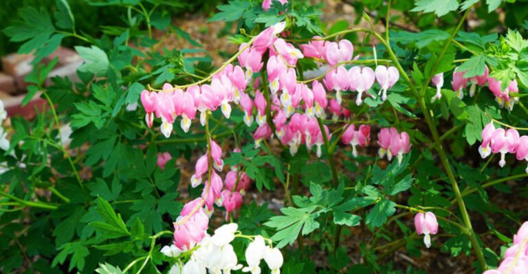 Easy-to-Grow Shade Plants for Tennessee Backyards