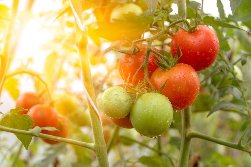 Tomatoes