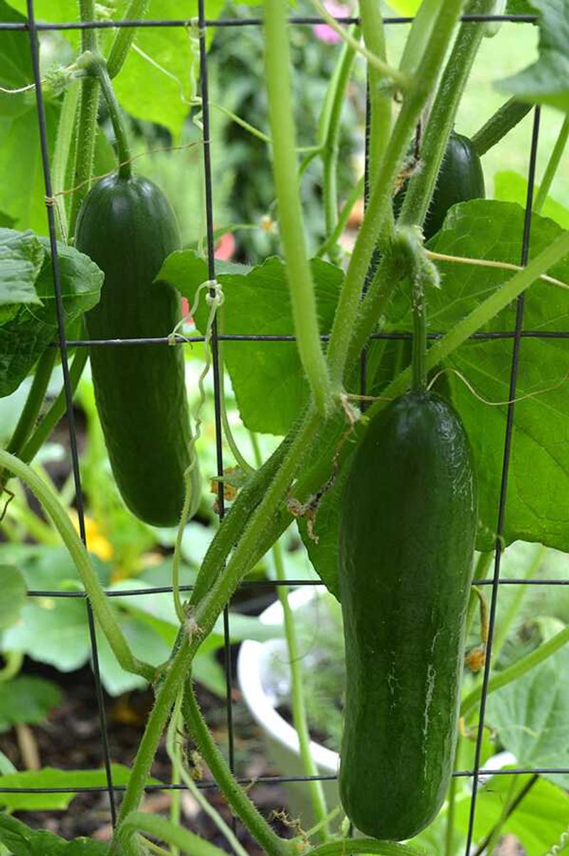 Cucumbers