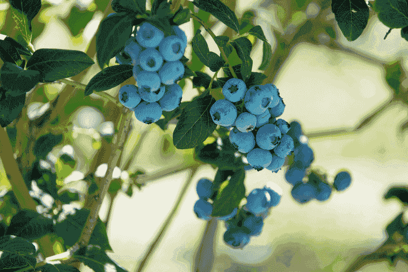 Blueberries