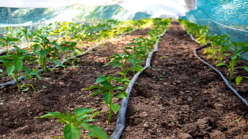 Master Drip Irrigation Systems - Efficient Water Management