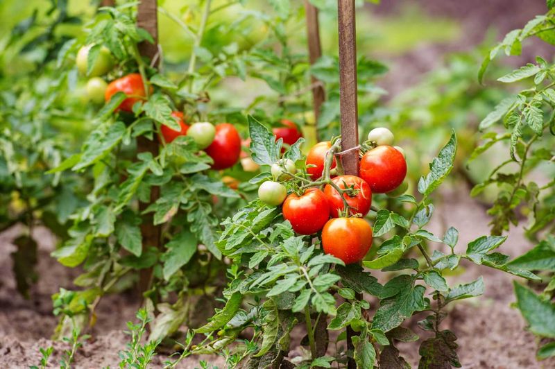 Time Your Tomato Planting Perfectly
