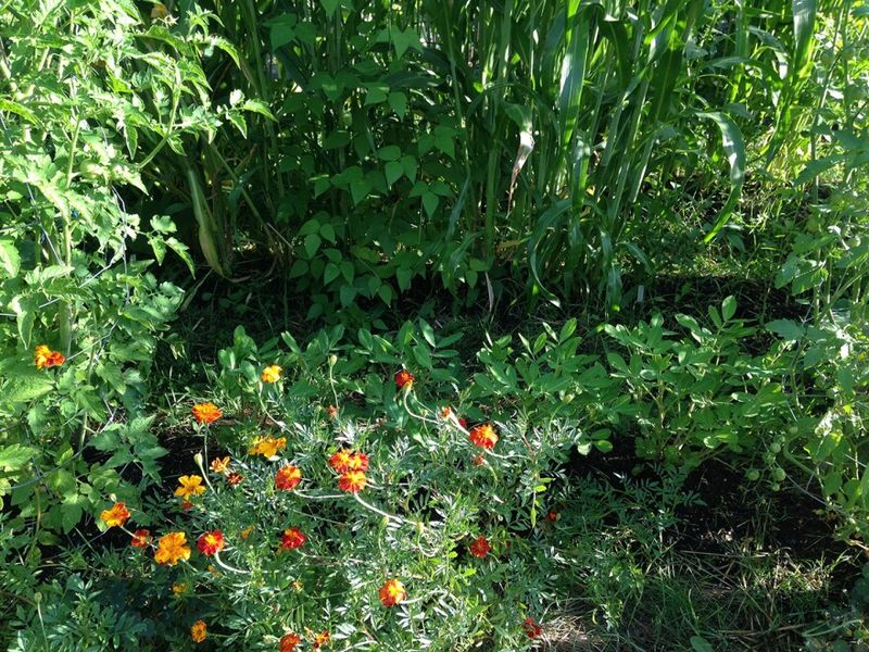 Incorporating Companion Planting