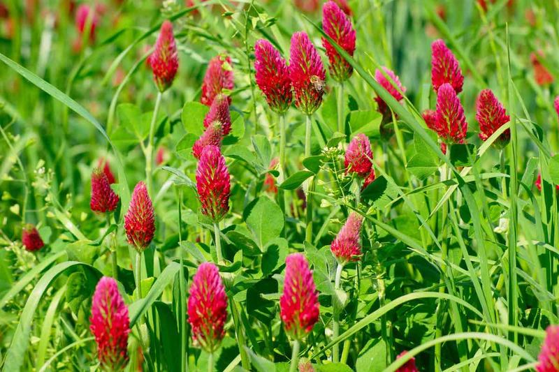 Plant Clover in Lawn Areas