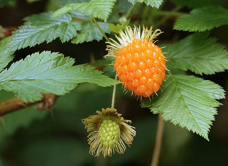 Salmonberries