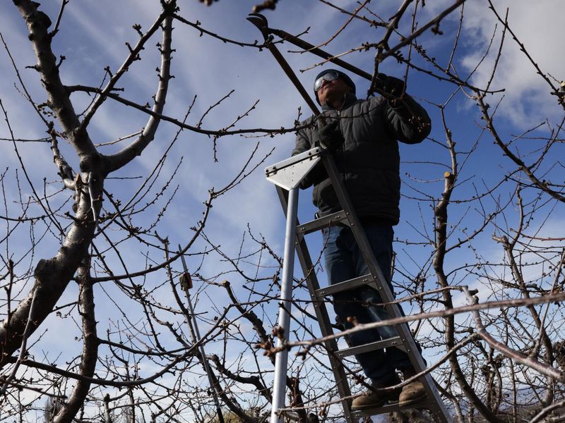 Fruit Tree Pruning Schedule