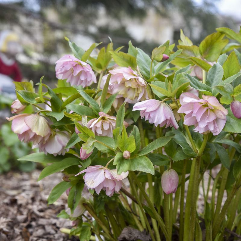 Hellebore