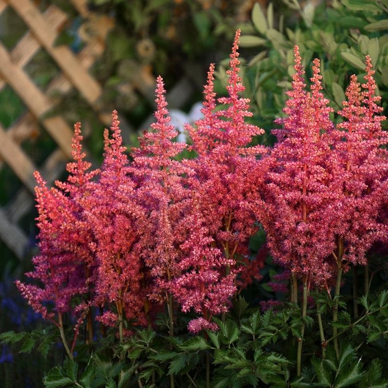 Astilbe
