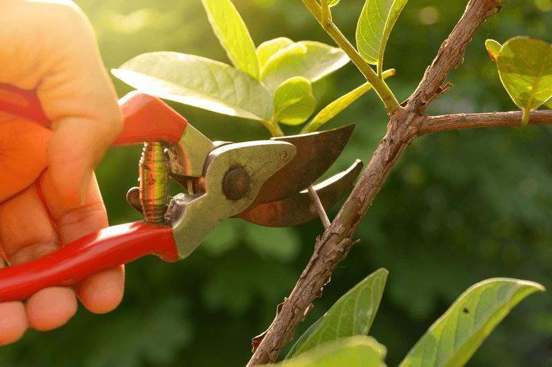 Pruning Practices for Healthy Trees