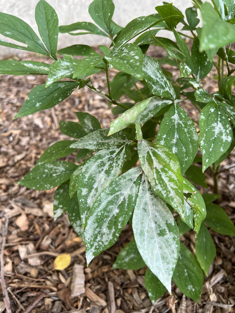 Pest and Disease Management