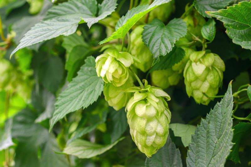Hops Plant
