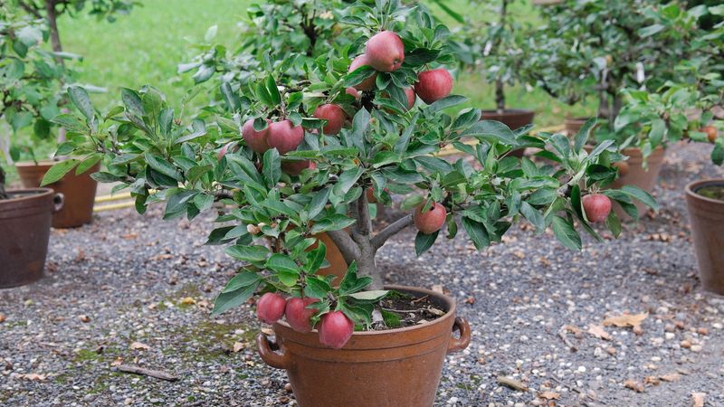Dwarf Apples