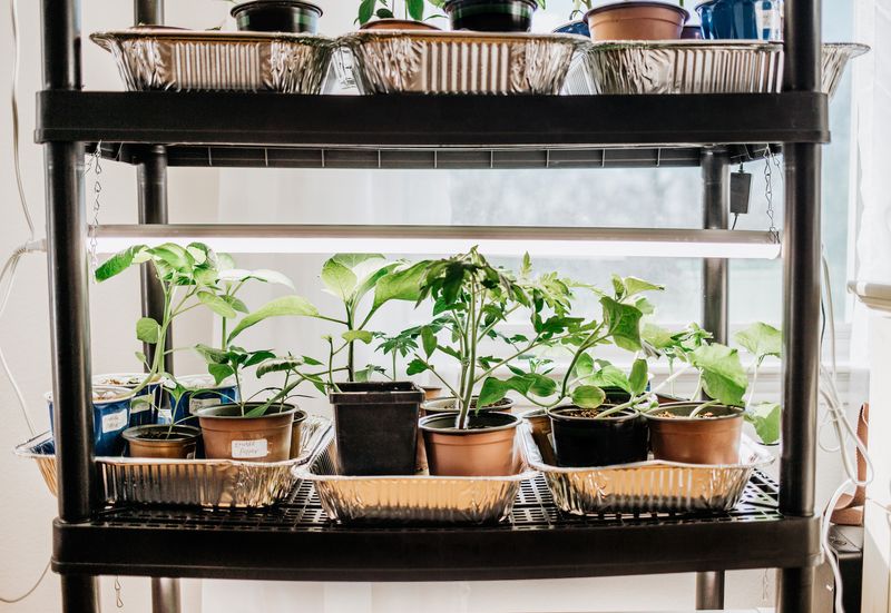 Start Seeds Indoors During Late Winter Months