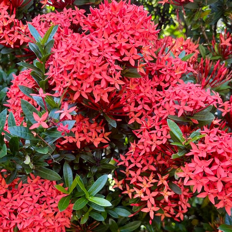 Ixora