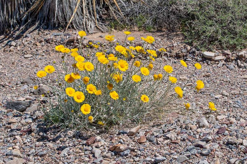 Desert Marigold