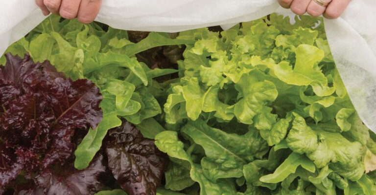 Florida Gardeners’ Guide to Beating Pests Naturally