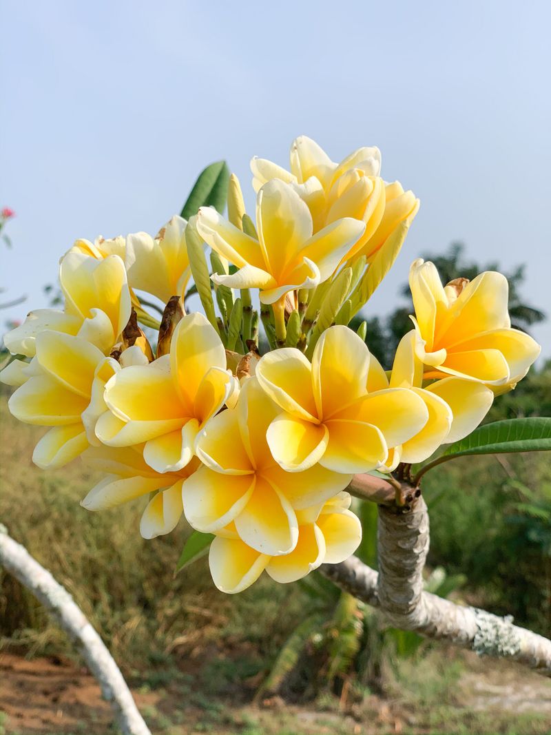 Plumeria