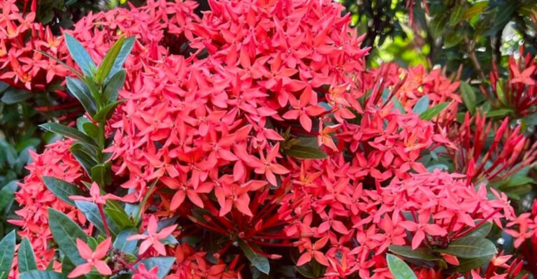 Florida Gardening Guide: Plants That Survive Heat and Humidity