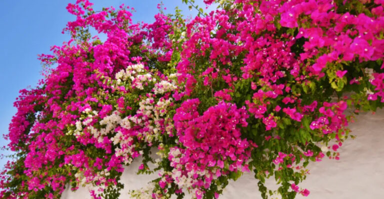 Florida Gardening Secrets: How to Grow Tropical Blooms All Year