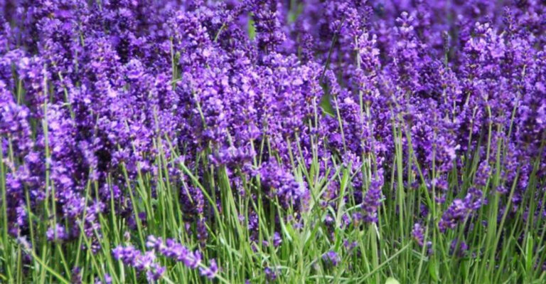 Florida’s Secret Weapon Against Mosquitoes Is Already Growing in Your Garden