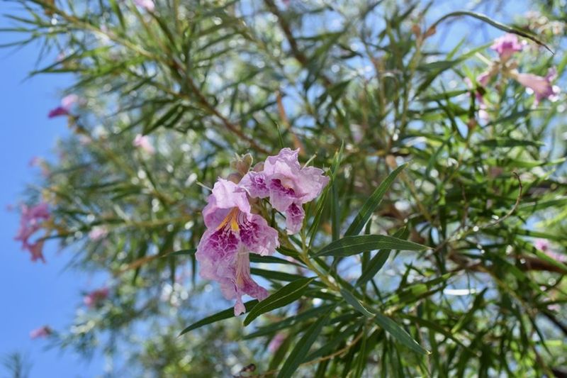 Desert Willow