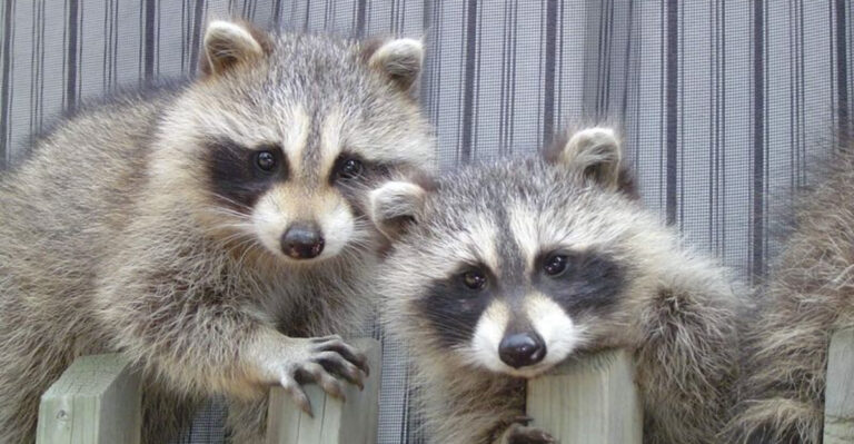 From Pennsylvania to New York: How Gardeners Outsmart Raccoons Once and for All
