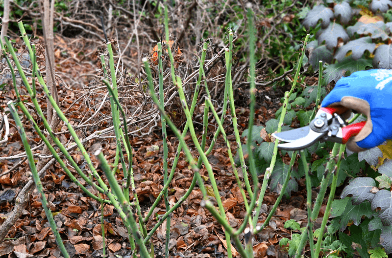 Rose Pruning in the Pacific Northwest
