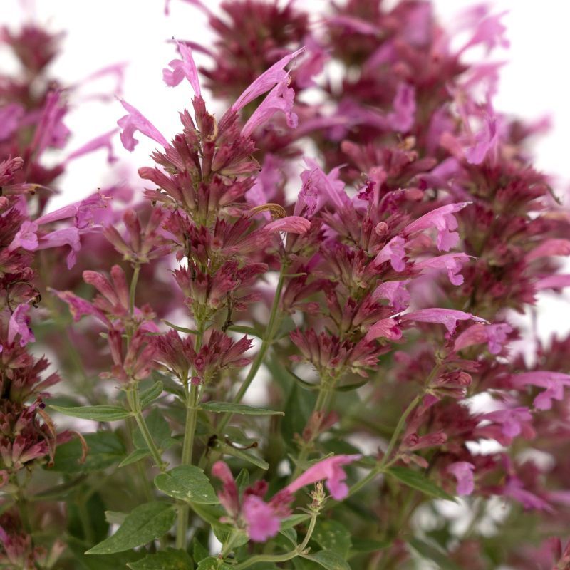 Agastache