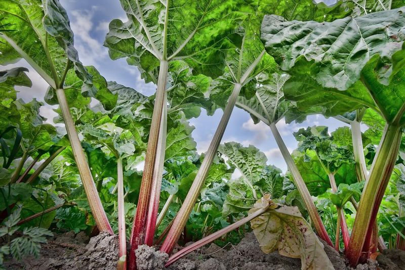 Rhubarb