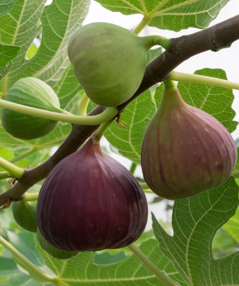 Fig Tree