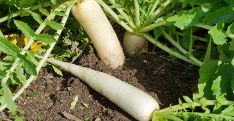 Got Tough Soil? These 16 Root Veggies Dig Right Through Tennessee Clay