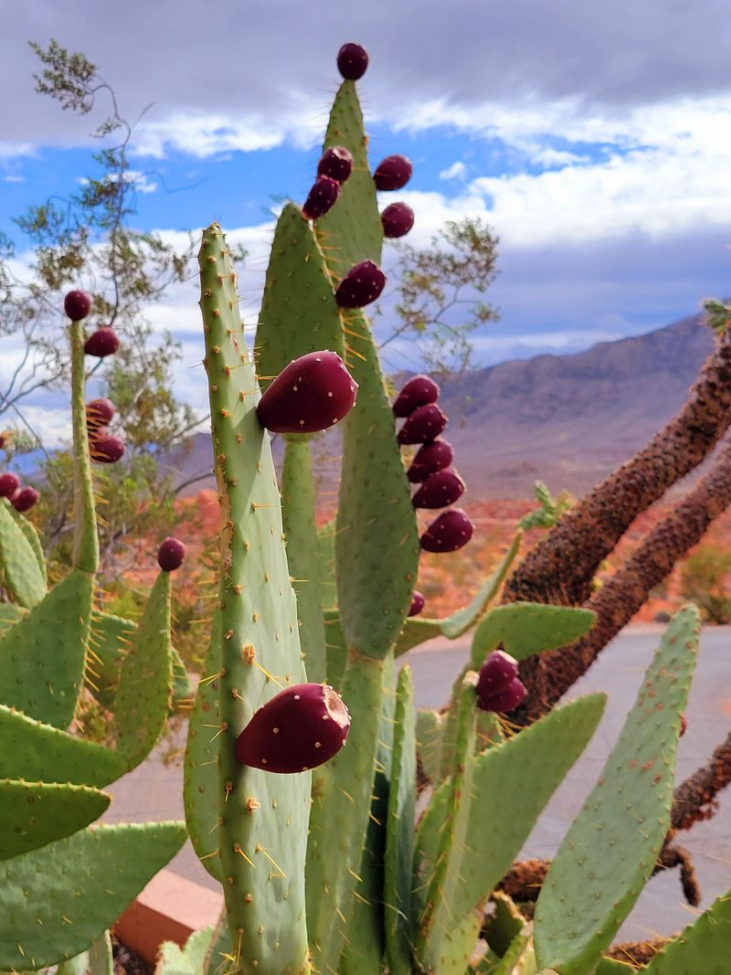 Prickly Pear Cactus