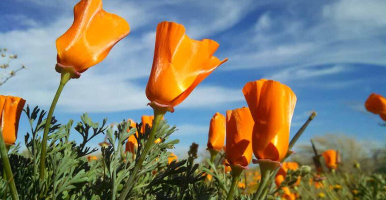 Grow Food With Less Water: 17 Drought-Tough Plants for Nevada Yards