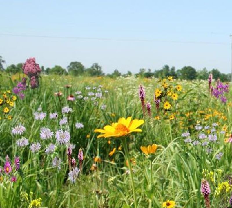 Establish a Pollinator Meadow Area