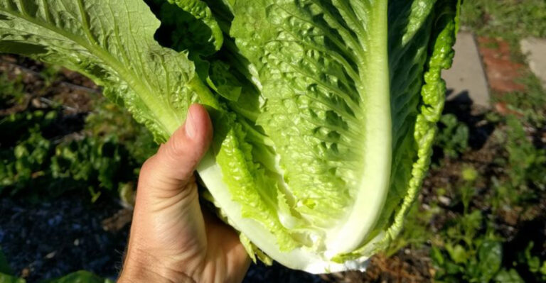 Grow These 15 Leafy Greens All Winter Long in California’s Easy Climate