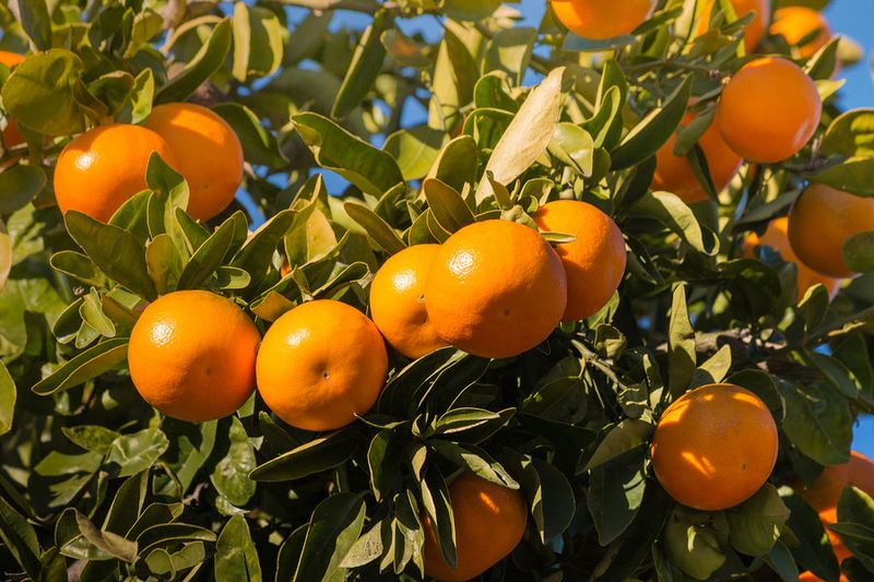 Choosing the Right Citrus Varieties