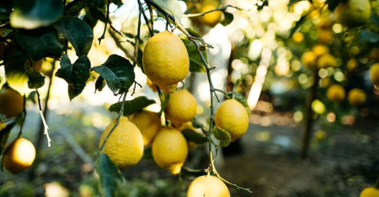 Growing Citrus Trees in South Carolina: Tips and Tricks