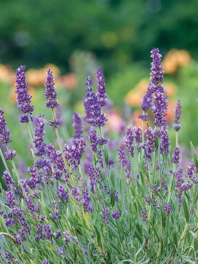 Choose the Right Lavender Variety for Your Region