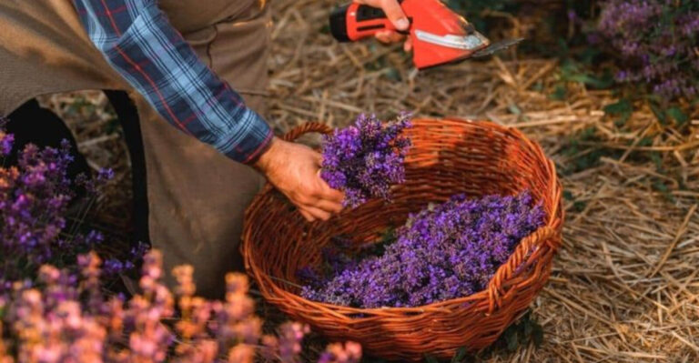 Growing Lavender in California: Tips for a Fragrant Backyard
