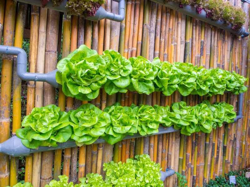 Vertical Vegetable Planter
