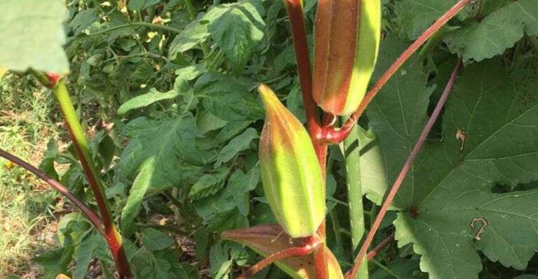 Hard Soil? These 14 Vegetables Actually Love Georgia’s Red Clay