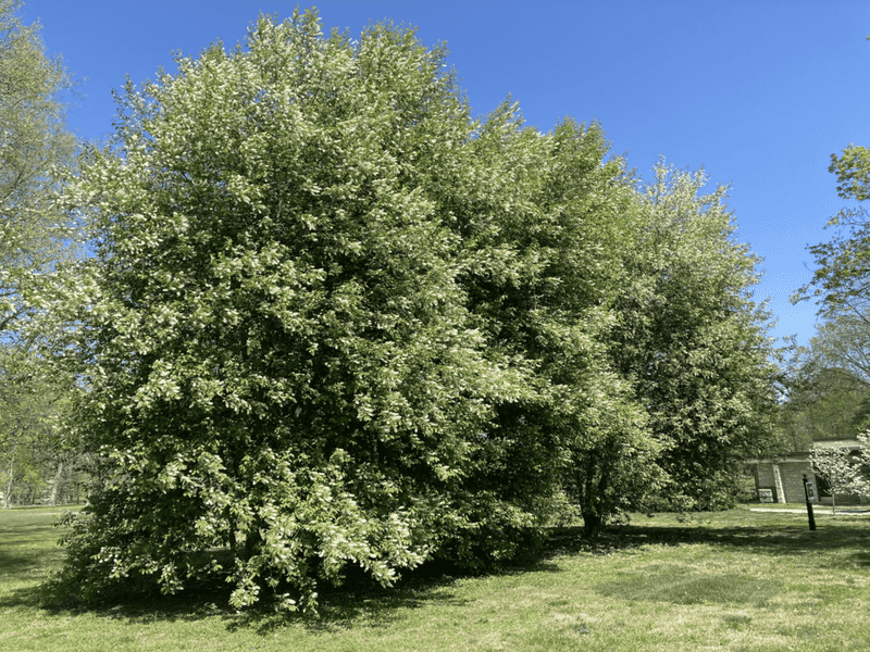 Chokecherry