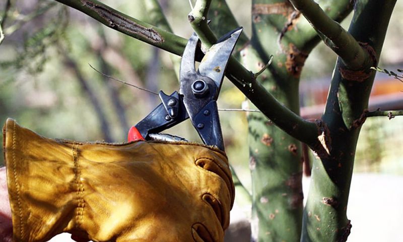 Weather Considerations for Pruning Success