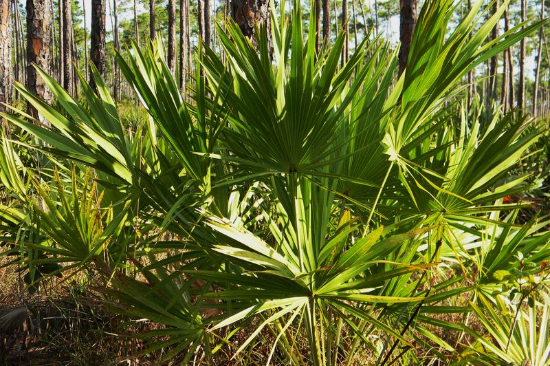 Palmetto