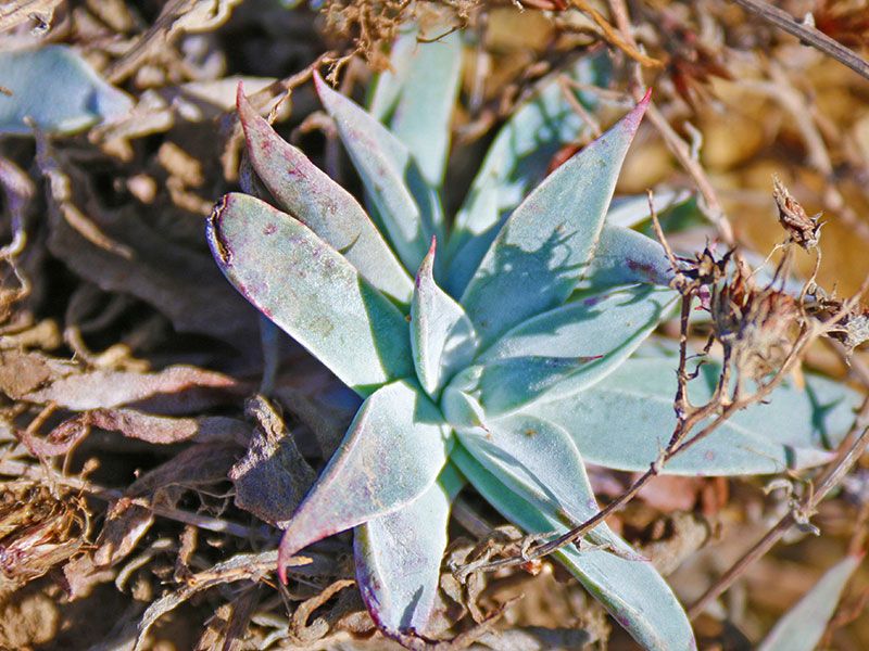 Santa Rosa Island Live-Forever (Dudleya blochmaniae ssp. insularis)