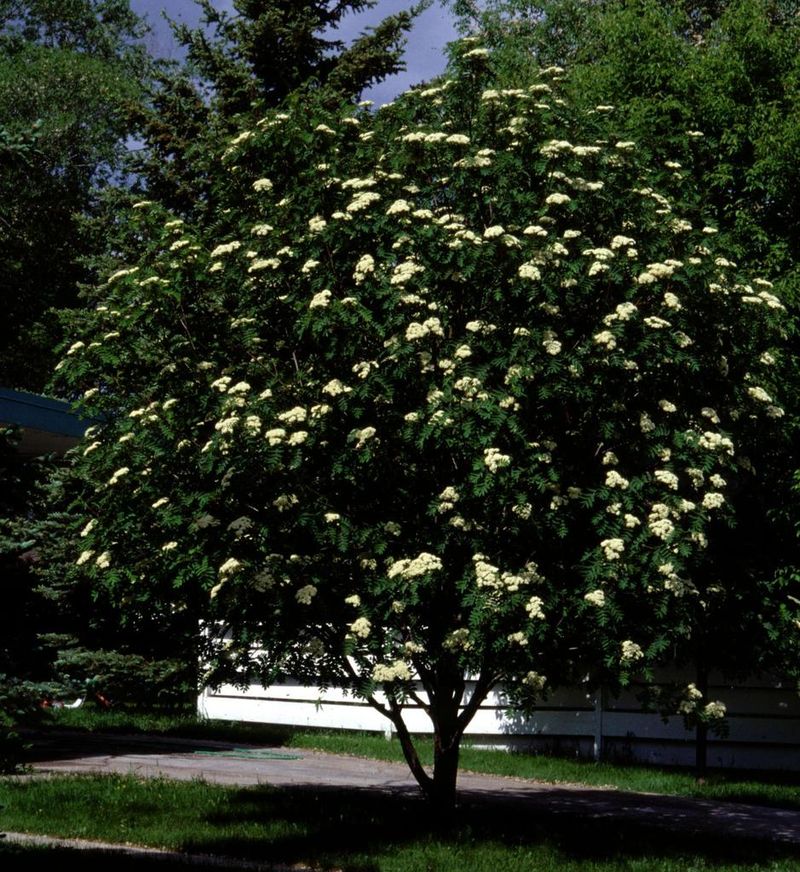 Mountain Ash