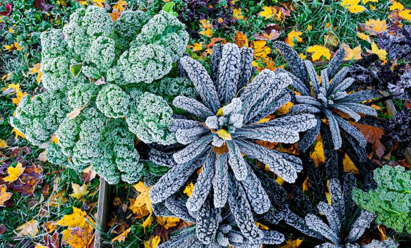 Hardy Plant Selection: Choose Frost-Fighting Champions