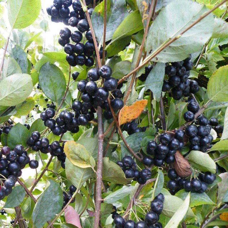 Aronia Berry Bush