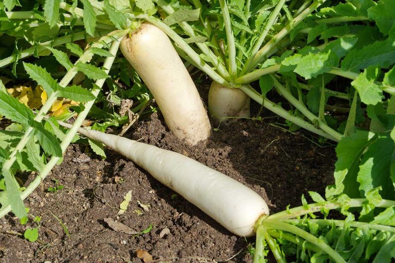 Daikon Radish